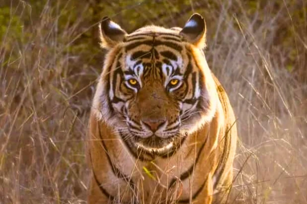 Panna National Park Tiger Safari