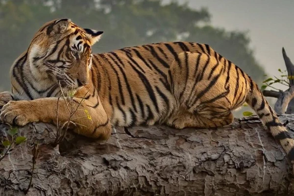Panna National Park Weekend Tour